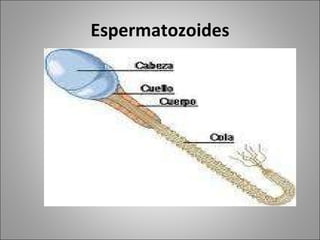 Espermatozoides 