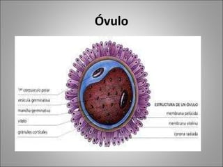 Óvulo 