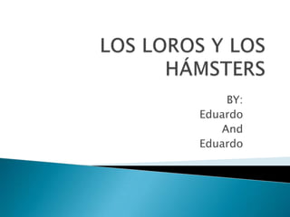 LOS LOROS Y LOS HÁMSTERS BY: Eduardo And  Eduardo 