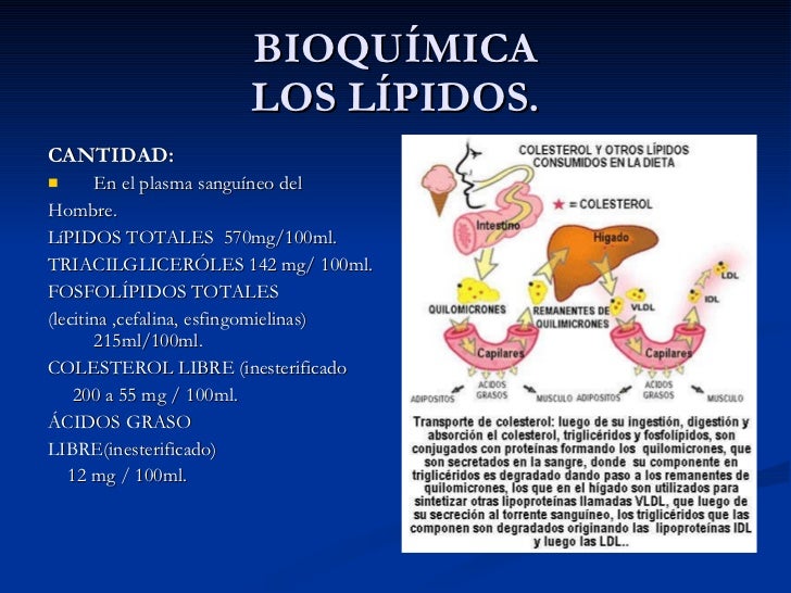 Los lípidos y su importancia en la salud.