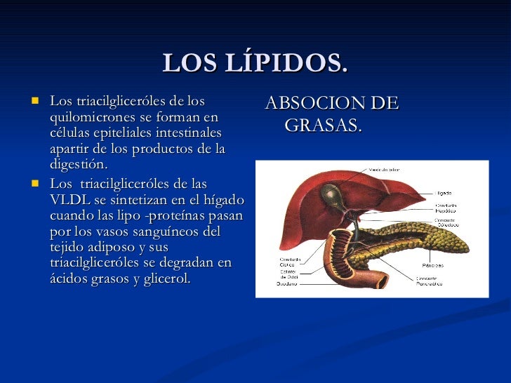 Los lípidos