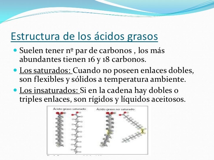 Los lípidosBiología