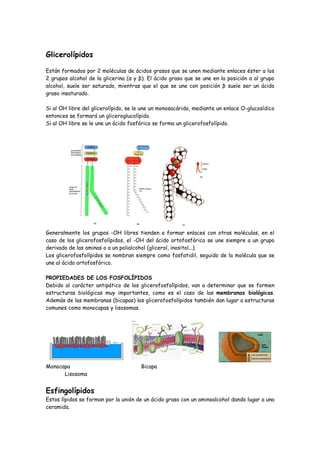 Glicerolípidos

Están formados por 2 moléculas de ácidos grasos que se unen mediante enlaces éster a los
2 grupos alcohol de la glicerina (α y β). El ácido graso que se une en la posición α al grupo
alcohol, suele ser saturado, mientras que el que se une con posición β suele ser un ácido
graso insaturado.

Si al OH libre del glicerolípido, se le une un monosacárido, mediante un enlace O-glucosídico
entonces se formará un gliceroglucolípido.
Si al OH libre se le une un ácido fosfórico se forma un glicerofosfolípido.




Generalmente los grupos -OH libres tienden a formar enlaces con otras moléculas, en el
caso de los glicerofosfolípidos, el -OH del ácido ortofosfórico se une siempre a un grupo
derivado de las aminas o a un polialcohol (glicerol, inositol...).
Los glicerofosfolípidos se nombran siempre como fosfatidil, seguido de la molécula que se
une al ácido ortofosfórico.

PROPIEDADES DE LOS FOSFOLÍPIDOS
Debido al carácter antipático de los glicerofosfolípidos, van a determinar que se formen
estructuras biológicas muy importantes, como es el caso de las membranas biológicas.
Además de las membranas (bicapas) los glicerofosfolípidos también dan lugar a estructuras
comunes como monocapas y lisosomas.




Monocapa                              Bicapa
      Lisosoma


Esfingolípidos
Estos lípidos se forman por la unión de un ácido graso con un aminoalcohol dando lugar a una
ceramida.
 