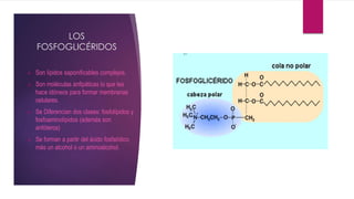LOS
FOSFOGLICÉRIDOS
 Son lípidos saponificables complejos.
 Son moléculas anfipáticas lo que les
hace idóneos para formar membranas
celulares.
 Se Diferencian dos clases: fosfolípidos y
fosfoaminolípidos (además son
anfóteros)
 Se forman a partir del ácido fosfatídico
más un alcohol o un aminoalcohol.
 