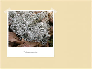 Cladonia rangiferina