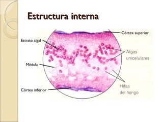 Estructura interna Córtex superior Estrato algal Médula Córtex inferior