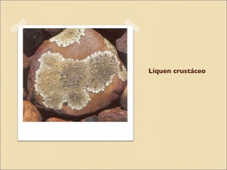 Líquen crustáceo