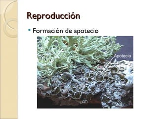 Reproducción Formación de apotecio Apotecio