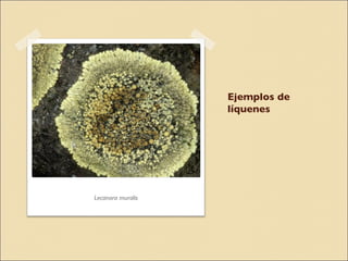 Ejemplos de líquenes Lecanora muralis