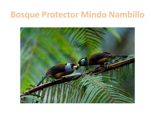 Bosque Protector Mindo Nambillo
 