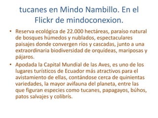 tucanes en Mindo Nambillo. En el
Flickr de mindoconexion.
• Reserva ecológica de 22.000 hectáreas, paraíso natural
de bosques húmedos y nublados, espectaculares
paisajes donde convergen ríos y cascadas, junto a una
extraordinaria biodiversidad de orquídeas, mariposas y
pájaros.
• Apodada la Capital Mundial de las Aves, es uno de los
lugares turísticos de Ecuador más atractivos para el
avistamiento de ellas, contándose cerca de quinientas
variedades, la mayor avifauna del planeta, entre las
que figuran especies como tucanes, papagayos, búhos,
patos salvajes y colibrís.
 