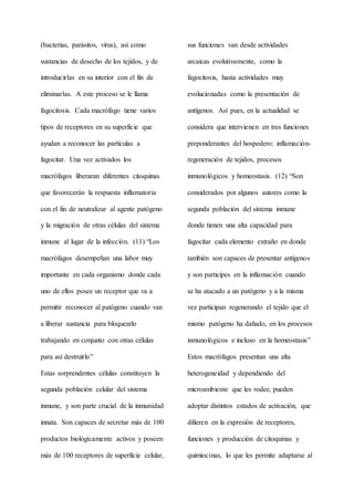 (bacterias, parásitos, virus), así como
sustancias de desecho de los tejidos, y de
introducirlas en su interior con el fin de
eliminarlas. A este proceso se le llama
fagocitosis. Cada macrófago tiene varios
tipos de receptores en su superficie que
ayudan a reconocer las partículas a
fagocitar. Una vez activados los
macrófagos liberaran diferentes citoquinas
que favorecerán la respuesta inflamatoria
con el fin de neutralizar al agente patógeno
y la migración de otras células del sistema
inmune al lugar de la infección. (11) “Los
macrófagos desempeñan una labor muy
importante en cada organismo donde cada
uno de ellos posee un receptor que va a
permitir reconocer al patógeno cuando van
a liberar sustancia para bloquearlo
trabajando en conjunto con otras células
para así destruirlo”
Estas sorprendentes células constituyen la
segunda población celular del sistema
inmune, y son parte crucial de la inmunidad
innata. Son capaces de secretar más de 100
productos biológicamente activos y poseen
más de 100 receptores de superficie celular,
sus funciones van desde actividades
arcaicas evolutivamente, como la
fagocitosis, hasta actividades muy
evolucionadas como la presentación de
antígenos. Así pues, en la actualidad se
considera que intervienen en tres funciones
preponderantes del hospedero: inflamación-
regeneración de tejidos, procesos
inmunológicos y homeostasis. (12) “Son
considerados por algunos autores como la
segunda población del sistema inmune
donde tienen una alta capacidad para
fagocitar cada elemento extraño en donde
también son capaces de presentar antígenos
y son participes en la inflamación cuando
se ha atacado a un patógeno y a la misma
vez participan regenerando el tejido que el
mismo patógeno ha dañado, en los procesos
inmunológicos e incluso en la homeostasis”
Estos macrófagos presentan una alta
heterogeneidad y dependiendo del
microambiente que les rodee, pueden
adoptar distintos estados de activación, que
difieren en la expresión de receptores,
funciones y producción de citoquinas y
quimiocinas, lo que les permite adaptarse al
 