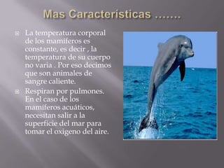    La temperatura corporal
    de los mamíferos es
    constante, es decir , la
    temperatura de su cuerpo
    no varia . Por eso decimos
    que son animales de
    sangre caliente.
   Respiran por pulmones.
    En el caso de los
    mamíferos acuáticos,
    necesitan salir a la
    superficie del mar para
    tomar el oxigeno del aire.
 