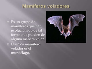    Es un grupo de
    mamíferos que han
    evolucionado de tal
    forma que pueden de
    alguna manera volar.
   El único mamífero
    volador es el
    murciélago.
 
