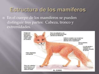    En el cuerpo de los mamíferos se pueden
    distinguir tres partes: Cabeza, tronco y
    extremidades.
 