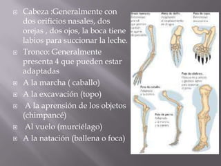    Cabeza :Generalmente con
    dos orificios nasales, dos
    orejas , dos ojos, la boca tiene
    labios para succionar la leche.
   Tronco: Generalmente
    presenta 4 que pueden estar
    adaptadas
   A la marcha ( caballo)
   A la excavación (topo)
    A la aprensión de los objetos
    (chimpancé)
    Al vuelo (murciélago)
   A la natación (ballena o foca)
 