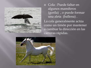   Cola : Puede faltar en
   algunos mamíferos
   (gorila) , o puede formar
   una aleta (ballena) .
La cola generalmente actúa
como un timón por mantener
o cambiar la dirección en las
carreras rápidas.
 