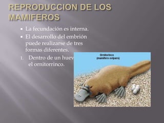     La fecundación es interna.
    El desarrollo del embrión
     puede realizarse de tres
     formas diferentes.
1.    Dentro de un huevo. Como
      el ornitorrinco.
 