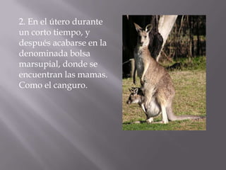 2. En el útero durante
un corto tiempo, y
después acabarse en la
denominada bolsa
marsupial, donde se
encuentran las mamas.
Como el canguro.
 
