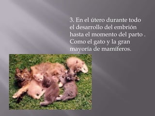 3. En el útero durante todo
el desarrollo del embrión
hasta el momento del parto .
Como el gato y la gran
mayoría de mamíferos.
 