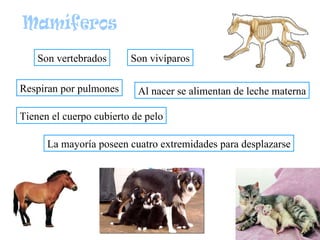 Respiran por pulmones Son vivíparos Al nacer se alimentan de leche materna Tienen el cuerpo cubierto de pelo La mayoría po...