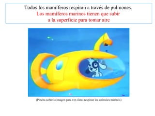 Todos los mamíferos respiran a través de pulmones.  Los mamíferos marinos tienen que subir  a la superficie para tomar air...