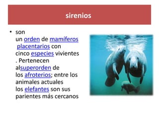 sirenios
• son
un orden de mamíferos
placentarios con
cinco especies vivientes
. Pertenecen
alsuperorden de
los afroterios; entre los
animales actuales
los elefantes son sus
parientes más cercanos
 