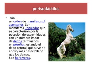 perisodáctilos
• son
un orden de mamíferos pl
acentarios. Son
mamíferos ungulados que
se caracterizan por la
posesión de extremidades
con un número impar
de dedos terminados
en pezuñas, estando el
dedo central, que sirve de
apoyo, más desarrollado
que los demás.
Son herbívoros.
 
