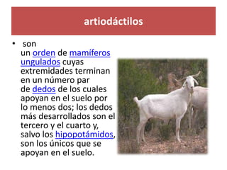 artiodáctilos
• son
un orden de mamíferos
ungulados cuyas
extremidades terminan
en un número par
de dedos de los cuales
apoyan en el suelo por
lo menos dos; los dedos
más desarrollados son el
tercero y el cuarto y,
salvo los hipopotámidos,
son los únicos que se
apoyan en el suelo.
 
