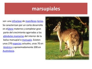 marsupiales
son una infraclase de mamíferos terios.
Se caracterizan por un corto desarrollo
en elútero materno y completar gran
parte del crecimiento agarrados a las
glándulas mamarias del interior de la
bolsa marsupial o marsupio. Existen
unas 270 especies actuales, unas 70 en
América y aproximadamente 200 en
Australasia.
 