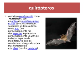 quirópteros
• conocidos comúnmente como
murciélagos, son
un orden de mamíferos place
ntarios cuyas extremidades
superiores se desarrollaron
como alas. Con
aproximadamente mil
cien especies, representan
aproximadamente un 20% de
todas las especies de
mamíferos,3 lo que los
convierte en el segundo orden
más numeroso de
esta clase (tras los roedores).
 