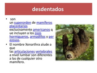 desdentados
• son
un superorden de mamíferos
placentarios
exclusivamente americanos q
ue incluyen a los osos
hormigueros, armadillos y per
ezosos.
• El nombre Xenarthra alude a
que
las articulaciones vertebrales
a nivel lumbar son diferentes
a las de cualquier otro
mamífero.
 