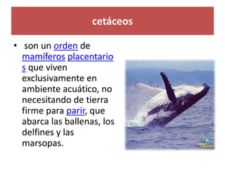 cetáceos
• son un orden de
mamíferos placentario
s que viven
exclusivamente en
ambiente acuático, no
necesitando de tierra
firme para parir, que
abarca las ballenas, los
delfines y las
marsopas.
 