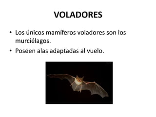 VOLADORES
• Los únicos mamíferos voladores son los
murciélagos.
• Poseen alas adaptadas al vuelo.

 