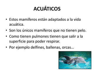 ACUÁTICOS
• Estos mamíferos están adaptados a la vida
acuática.
• Son los únicos mamíferos que no tienen pelo.
• Como tienen pulmones tienen que salir a la
superficie para poder respirar.
• Por ejemplo delfines, ballenas, orcas…

 