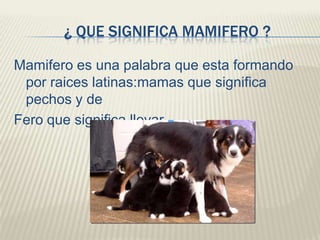 ¿ QUE SIGNIFICA MAMIFERO ?
Mamifero es una palabra que esta formando
por raices latinas:mamas que significa
pechos y de
Fero que significa llevar .

 