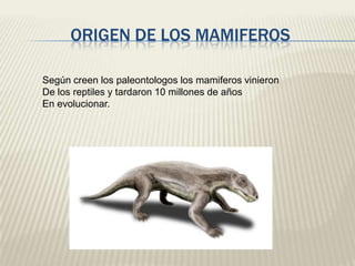 ORIGEN DE LOS MAMIFEROS
Según creen los paleontologos los mamiferos vinieron
De los reptiles y tardaron 10 millones de años
En evolucionar.

 