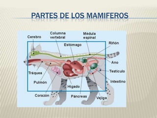 PARTES DE LOS MAMIFEROS

 