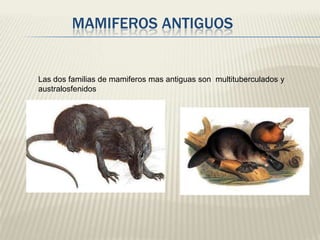 MAMIFEROS ANTIGUOS

Las dos familias de mamiferos mas antiguas son multituberculados y
australosfenidos

 