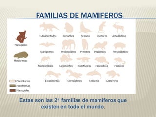 FAMILIAS DE MAMIFEROS

Estas son las 21 familias de mamiferos que
existen en todo el mundo.

 