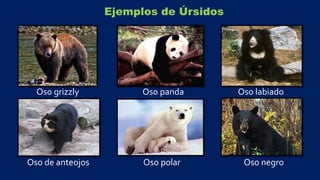 Ejemplos de Úrsidos
Oso grizzly Oso panda Oso labiado
Oso de anteojos Oso polar Oso negro
 