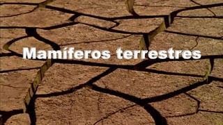 Mamíferos terrestres
 