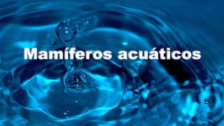 Mamíferos acuáticos
 
