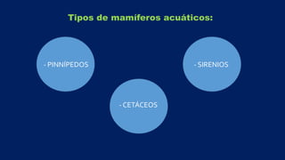 Tipos de mamíferos acuáticos:
- PINNÍPEDOS - SIRENIOS
- CETÁCEOS
 