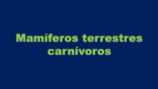 Mamíferos terrestres
carnívoros
 