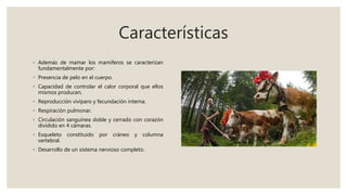 Características
◦ Además de mamar los mamíferos se caracterizan
fundamentalmente por:
◦ Presencia de pelo en el cuerpo.
◦ Capacidad de controlar el calor corporal que ellos
mismos producen.
◦ Reproducción vivíparo y fecundación interna.
◦ Respiración pulmonar.
◦ Circulación sanguínea doble y cerrado con corazón
dividido en 4 cámaras.
◦ Esqueleto constituido por cráneo y columna
vertebral.
◦ Desarrollo de un sistema nervioso completo.
 