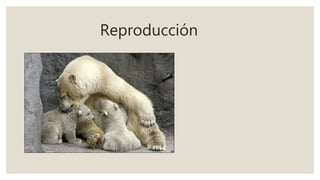 Reproducción
 