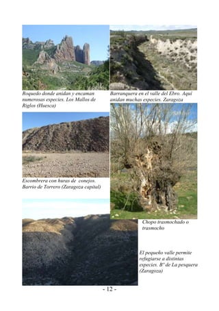 Roquedo donde anidan y encaman            Barranquera en el valle del Ebro. Aquí
numerosas especies. Los Mallos de         anidan muchas especies. Zaragoza
Riglos (Huesca)




Escombrera con huras de conejos.
Barrio de Torrero (Zaragoza capital)




                                                        Chopo trasmochado o
                                                        trasmocho



                                                       El pequeño valle permite
                                                       refugiarse a distintas
                                                       especies. Bº de La pesquera
                                                       (Zaragoza)


                                       - 12 -
 