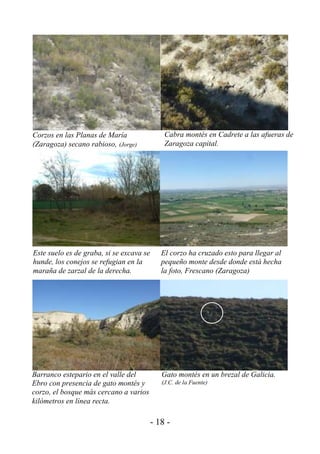 Corzos en las Planas de María                 Cabra montés en Cadrete a las afueras de
(Zaragoza) secano rabioso, (Jorge)            Zaragoza capital.




Este suelo es de graba, si se excava se      El corzo ha cruzado esto para llegar al
hunde, los conejos se refugian en la         pequeño monte desde donde está hecha
maraña de zarzal de la derecha.              la foto, Frescano (Zaragoza)




Barranco estepario en el valle del           Gato montés en un brezal de Galicia.
Ebro con presencia de gato montés y          (J.C. de la Fuente)
corzo, el bosque más cercano a varios
kilómetros en línea recta.

                                          - 18 -
 