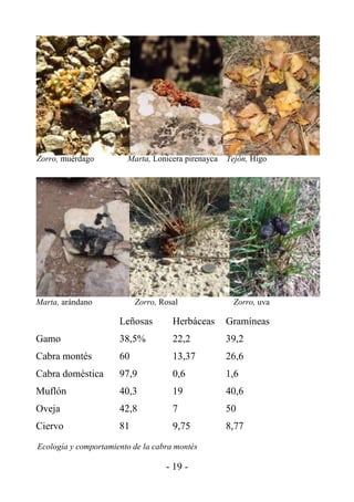 Zorro, muérdago         Marta, Lonicera pirenayca   Tejón, Higo




Marta, arándano            Zorro, Rosal              Zorro, uva

                      Leñosas        Herbáceas      Gramíneas
Gamo                  38,5%          22,2           39,2
Cabra montés          60             13,37          26,6
Cabra doméstica       97,9           0,6            1,6
Muflón                40,3           19             40,6
Oveja                 42,8           7              50
Ciervo                81             9,75           8,77
Ecología y comportamiento de la cabra montés

                                   - 19 -
 